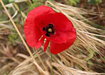 Le coquelicot